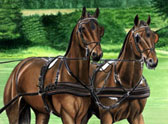 Carriage Driving, Equine Art - Matched Pair